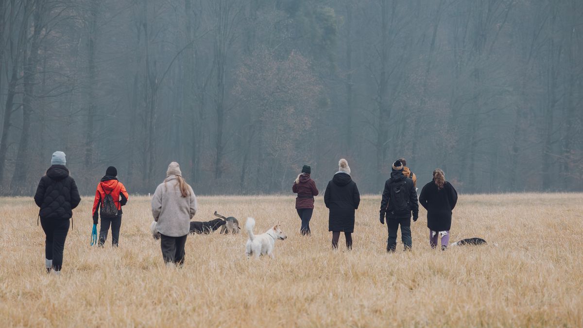 Grupa opiekunów z psami na spacerze socjalizacyjnym na jesiennej łące